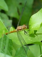Dragonfly Yellow