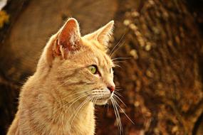 Portrait of the cute and beautiful, fluffy, ginger cat