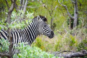 Zebra Africa Wild Animal