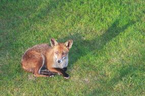 Fox Shadow Garden