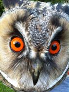 Long Eared Owl Wild