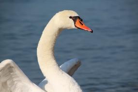 cute charming Swan White