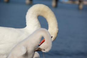 Swan Neck Young