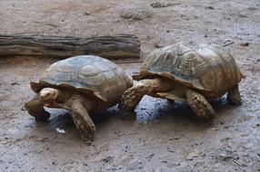 Beautiful and colorful, cute turtles on the ground, among the rocks