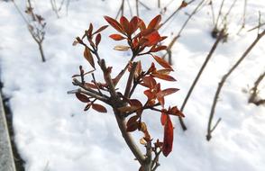 Leaves Wood Snow