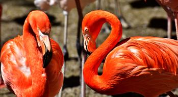 incredibly charming Flamingos Bird Colorful