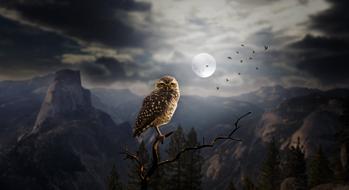 night moon owl