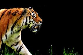 Tiger Predator Fur