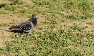 closeup view of a pigeon walks on a green lawn in a park