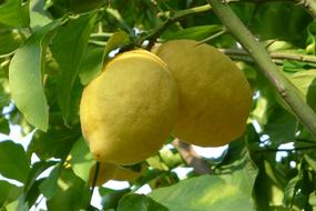 sour lemons on a tree