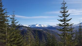 forest landscape with snowy mountains