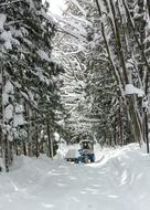 snowy cold forest
