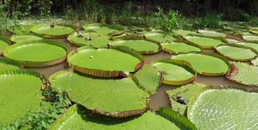 water lilies in the lake