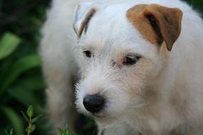 White Jack Russell Dog