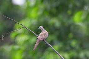 indonesian Bird on Halmahera Islands