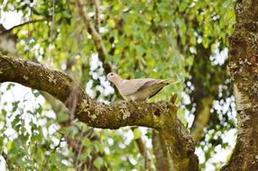 closeup view of beige dove is sitting on a tree