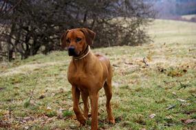 Dog Ridgeback garden