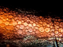 macro shot of droplets on orange background