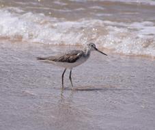 Greenshank The