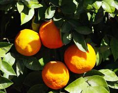 sweet ripe oranges in the garden