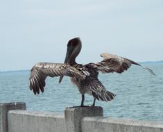 dark pelican on the embankment on a sunny day