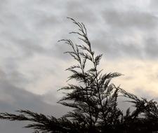 The Sky Clouds