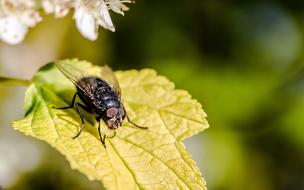 fly on a yellow leaf on a blurred background
