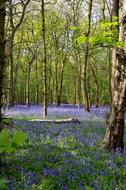 beautiful flowery field in the woods