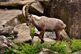 Capricorn Horns stone and green grass, Tierpark Hellabrunn