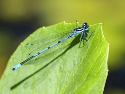 Dragonfly Azure blue