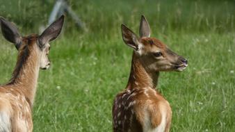 two young deer on a green meadow