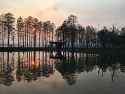 Lake Tree