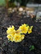Spring 2017 Garden