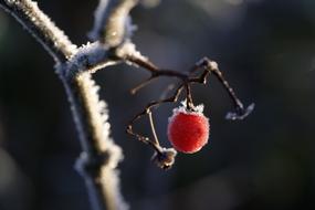 red berry on a branch frozen