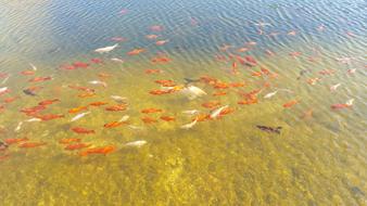 Koi Goldfish Water Japanese