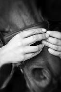 Horse and Hands black and white