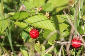 Wild Strawberry Strawberries