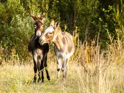 photo of wild pair of donkeys on an autumn pasture