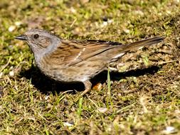 Dunnock, small Songbird on ground
