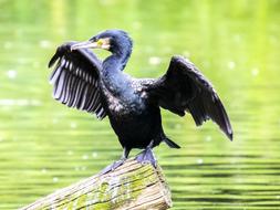 incredibly charming Cormorant Water Bird