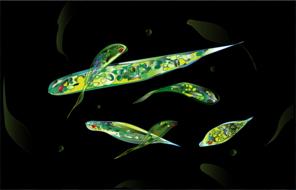 euglena microorganisms nutrition