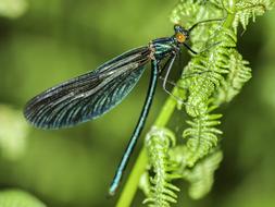 green Dragonfly Insect Nature