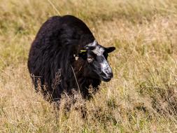 black Sheep Mammal on Livestock