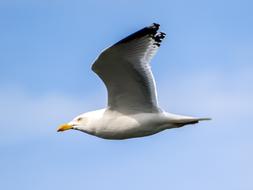 Herring Seagull Bird