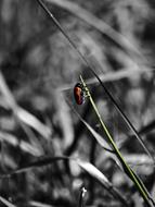 beetle on a blade of grass in in monochrome image