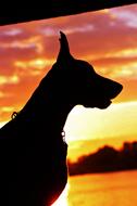 silhouette of a doberman dog on a sunset background