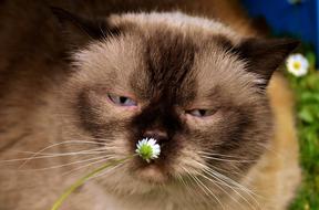 British Shorthair Cat Animal World