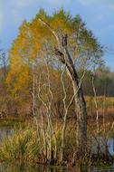 Autumn tree near the swamp