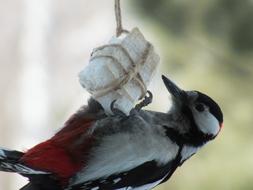 bird on a food cube