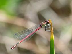 Dragonfly Leaf Red